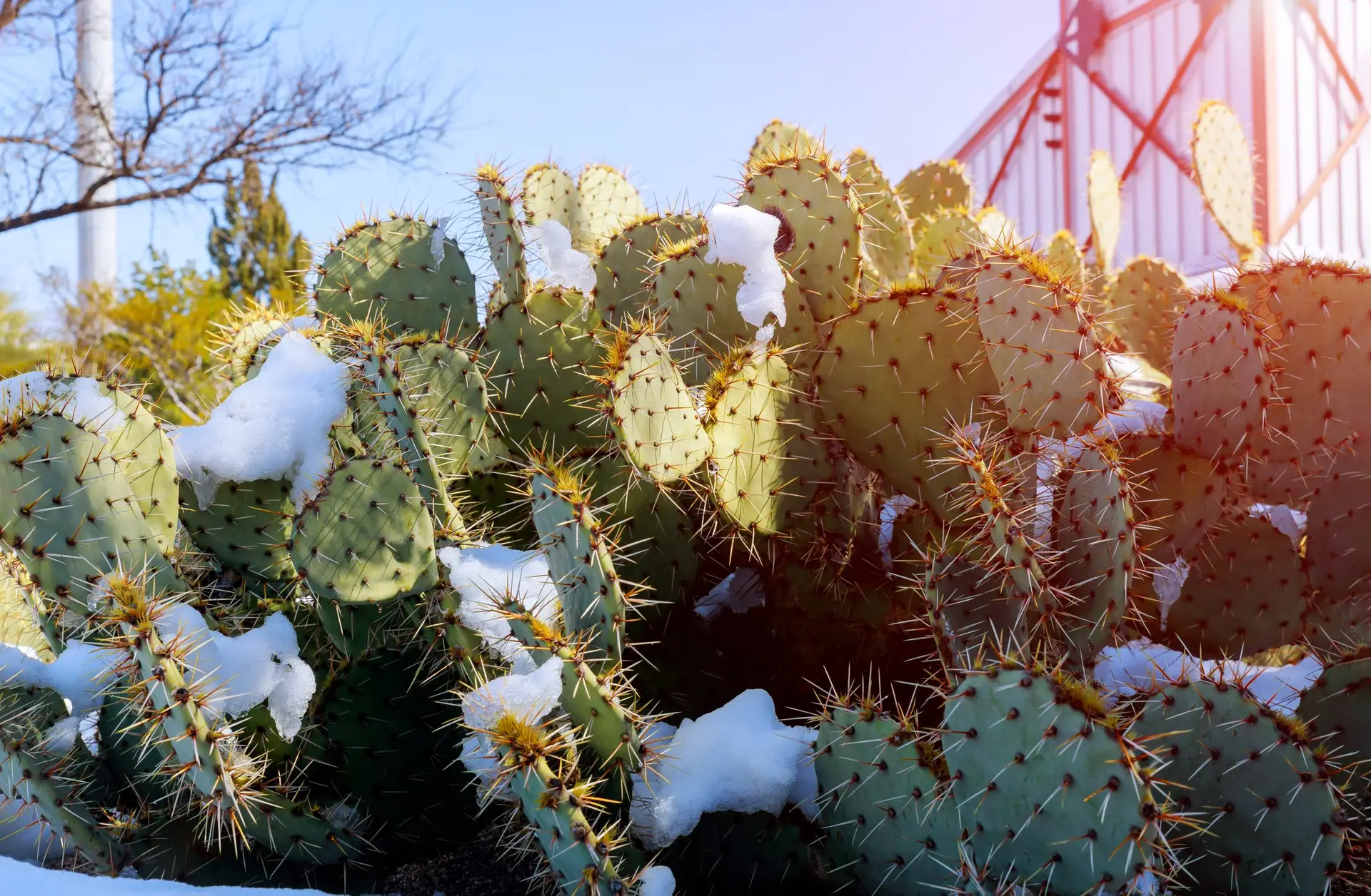 Winter desert cactus covered in snow in Arizona